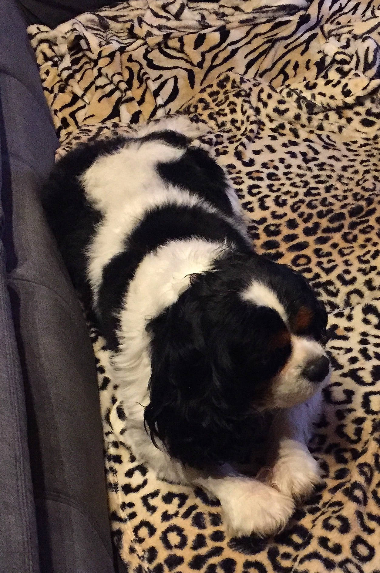 Snoop Tomy a rejoint le concours — aidez-le/la à gagner de superbes lots ! canidae, carnivore, cavalier_king_charles_spaniel, cavapoo, cockapoo, companion_dog, dog, dog_breed, fur, king_charles_spaniel, mammal, puppy, rare_breed_dog, shih_tzu, spaniel, sporting_group, tail, toy_dog, vertebrate