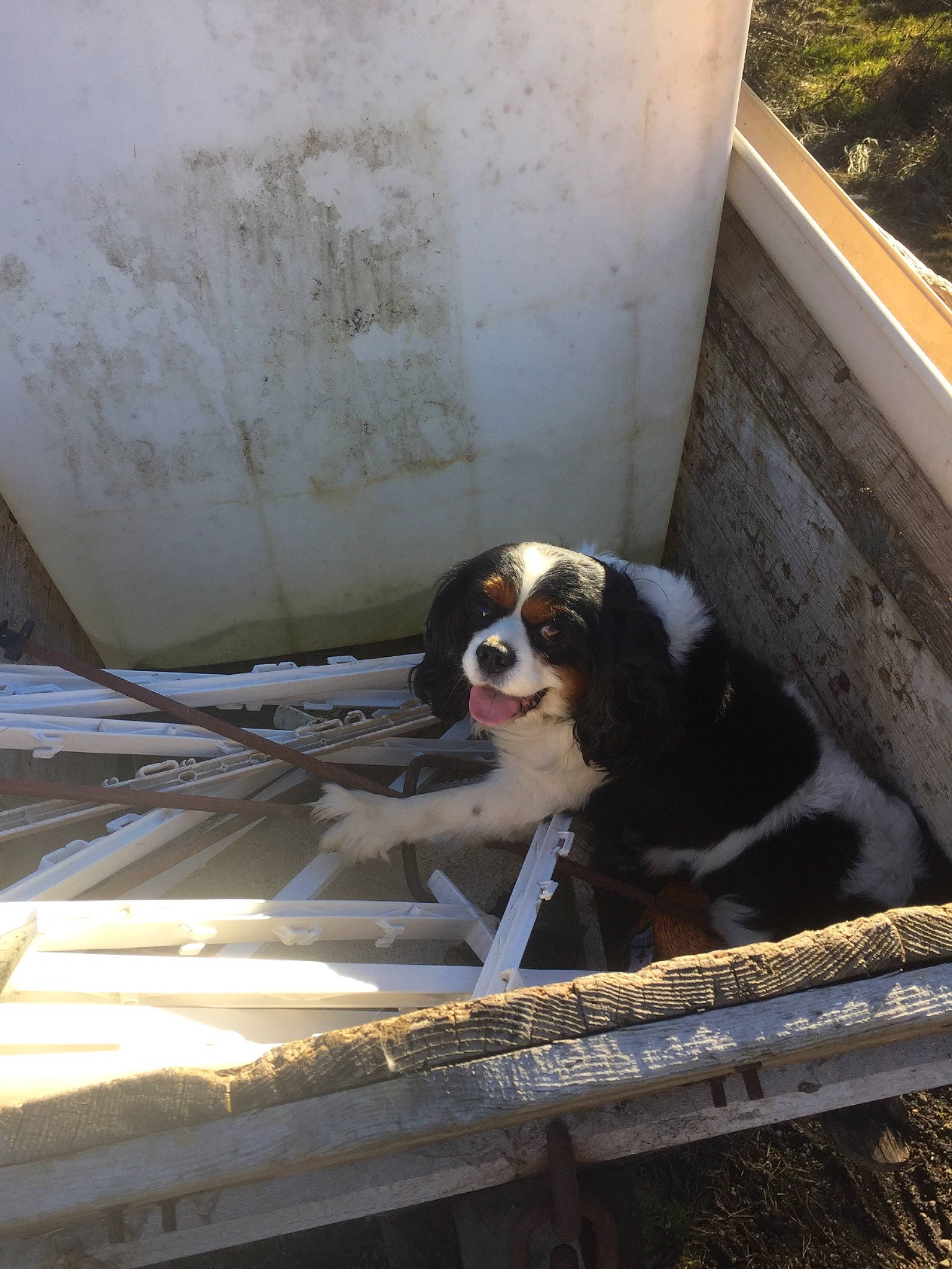 Snoop Tomy a rejoint le concours — aidez-le/la à gagner de superbes lots ! canidae, carnivore, cavalier_king_charles_spaniel, companion_dog, dog, dog_breed, house, king_charles_spaniel, spaniel, sporting_group