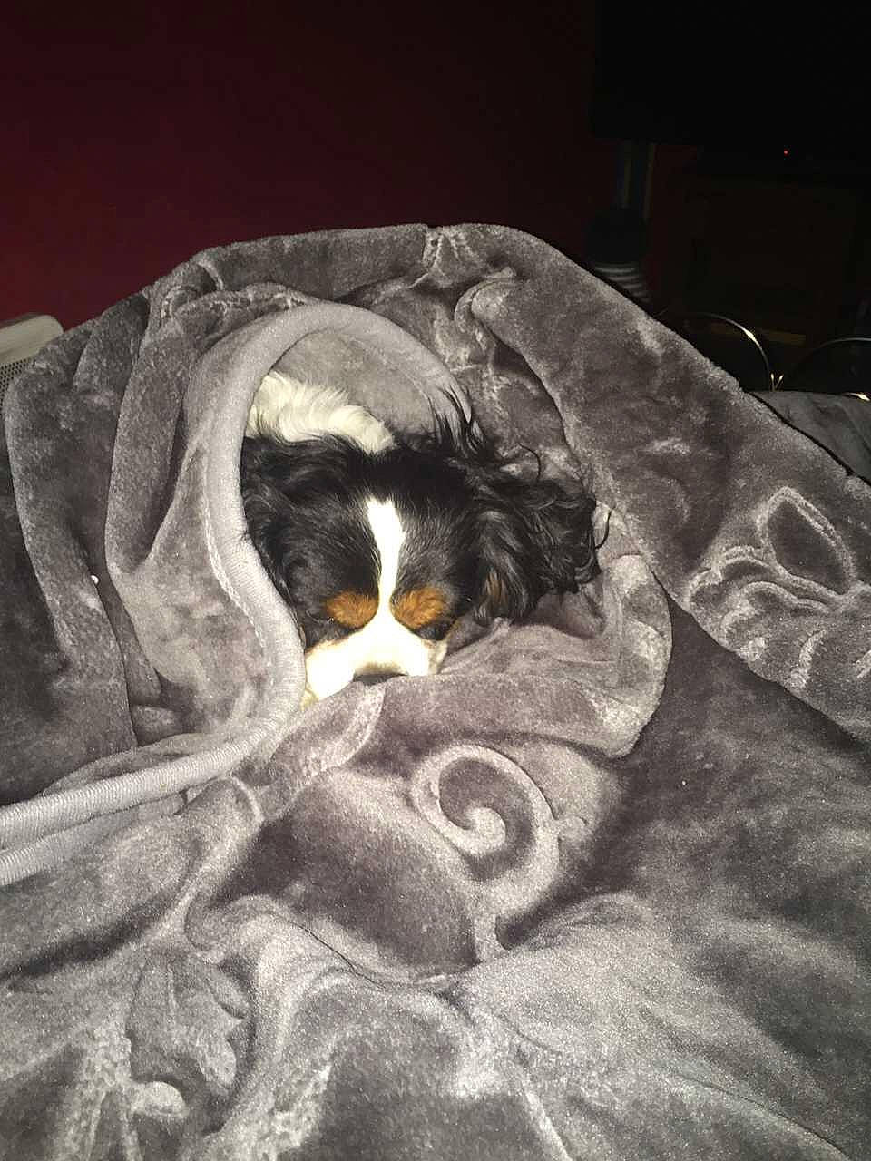 Snoop Tomy a rejoint le concours — aidez-le/la à gagner de superbes lots ! bed_sheet, bernese_mountain_dog, canidae, carnivore, cat, cavalier_king_charles_spaniel, dog, dog_breed, felidae, linens, nap, sleep, small_to_medium_sized_cats, sporting_group, toy_dog, whiskers