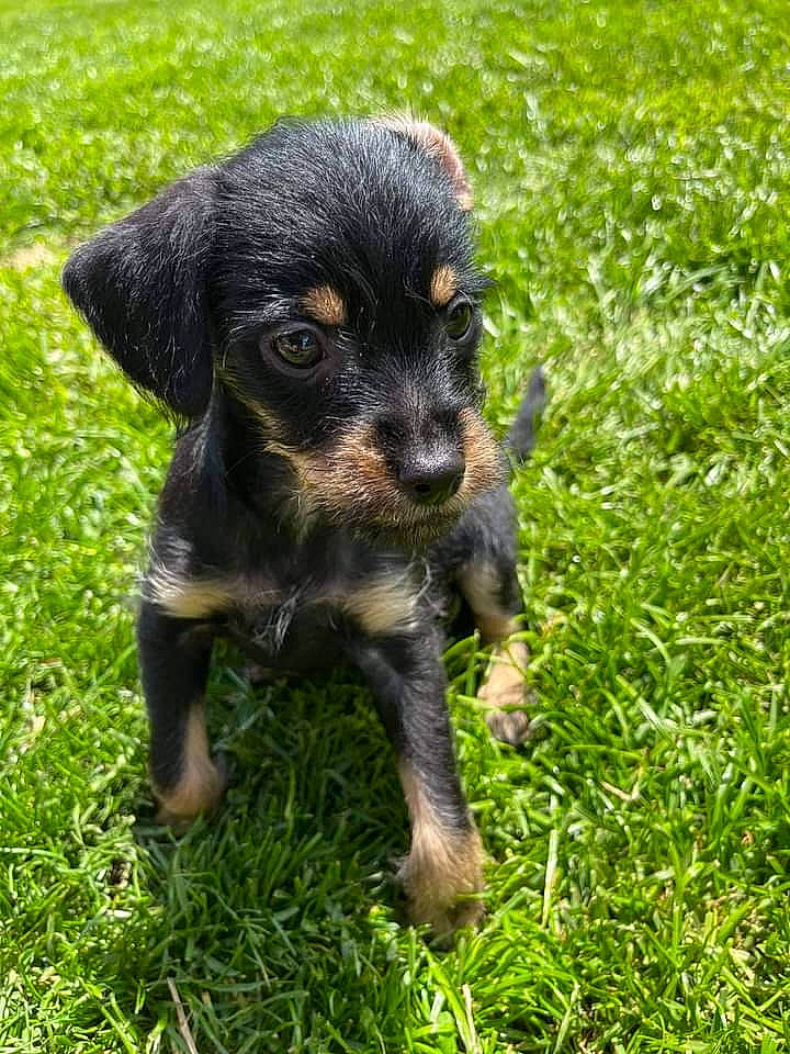 Dozer is registered to the contest to win money with this photo: canidae, carnivore, companion_dog, dog, dog_breed, fawn, fur, grass, grassland, groundcover, hunting_dog, plant, puppy, snout, sporting_group, terrestrial_animal, toy_dog, whiskers, working_animal, working_dog