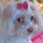 Roxy is registered to the contest to win money with this photo: dog, pet, white_dog, pink_bow, bow, fluffy, close_up, portrait, side_eye, big_eyes, fur, collar, tag, small_dog, indoors, pillow, cozy, cute, adorable, companion