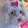 dog, pet, white_dog, pink_bow, bow, fluffy, close_up, portrait, side_eye, big_eyes, fur, collar, tag, small_dog, indoors, pillow, cozy, cute, adorable, companion