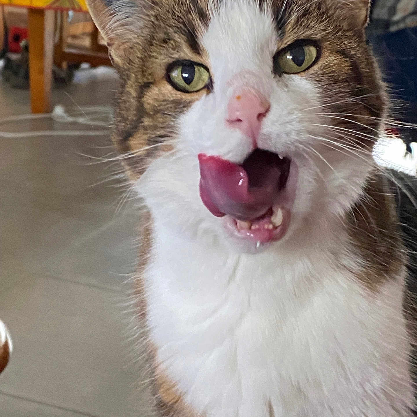 Titi participe au concours pour gagner de l'argent avec cette photo : abyssinian, animal, bodypart, cat, chair, face, furniture, hardwood, head, indoors, kitten, manx, mouth, person, pet, photography, portrait, teeth, tongue, wood