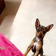 Bella joined the competition — help win amazing prizes! dog, puppy, small_dog, standing, looking_up, large_ears, brown_coat, black_spots, white_chest, tile_floor, indoor, pet, curious, cute, front_paws, blanket, pink_fabric, tiling, floor, portrait_orientation