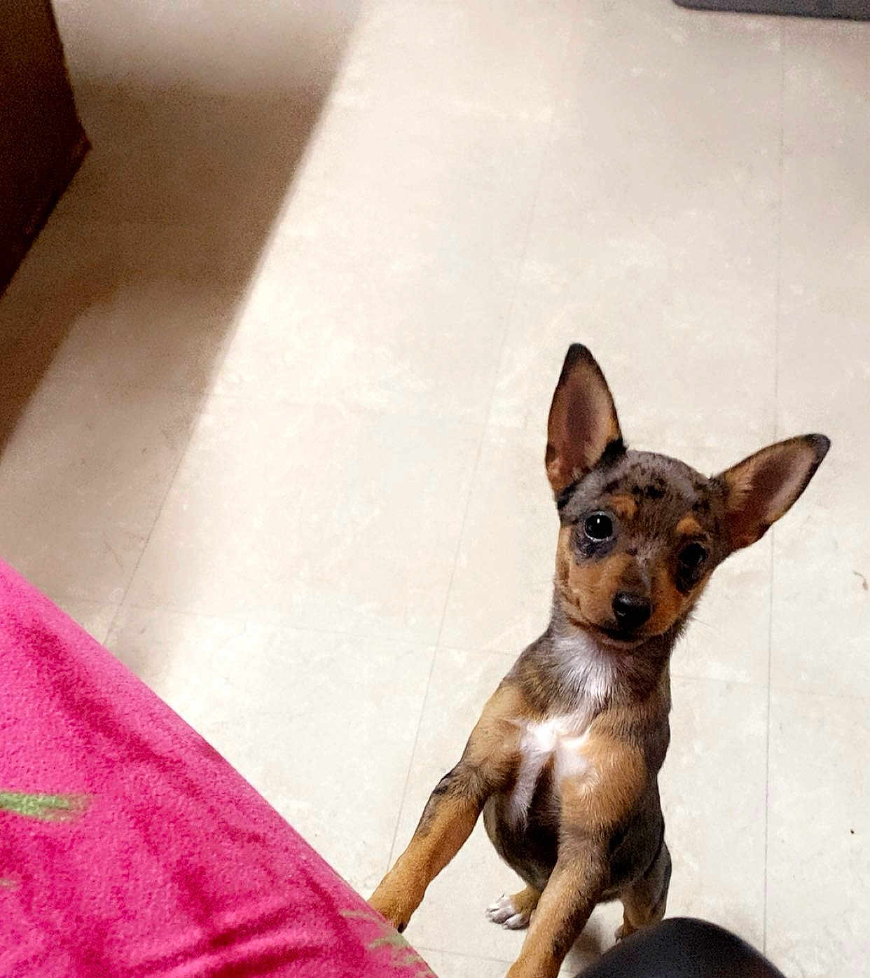 Bella joined the competition — help win amazing prizes! dog, puppy, small_dog, standing, looking_up, large_ears, brown_coat, black_spots, white_chest, tile_floor, indoor, pet, curious, cute, front_paws, blanket, pink_fabric, tiling, floor, portrait_orientation