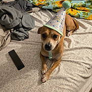 Rosita joined the competition — help win amazing prizes! dog, party_hat, bed, blanket, remote_control, brown_dog, indoor, pet, cute, small_dog, fabric, patterned, animal, resting, fur, domestic_animal, celebration, hat, lying_down, cozy