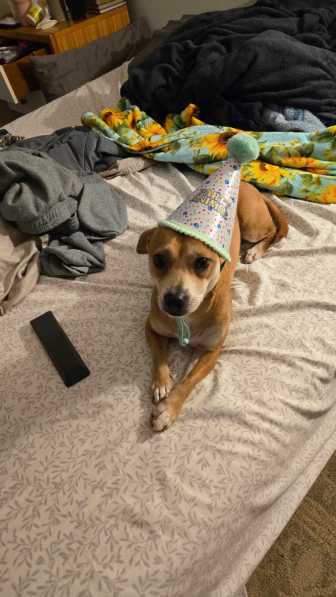 Rosita joined the competition — help win amazing prizes! dog, party_hat, bed, blanket, remote_control, brown_dog, indoor, pet, cute, small_dog, fabric, patterned, animal, resting, fur, domestic_animal, celebration, hat, lying_down, cozy