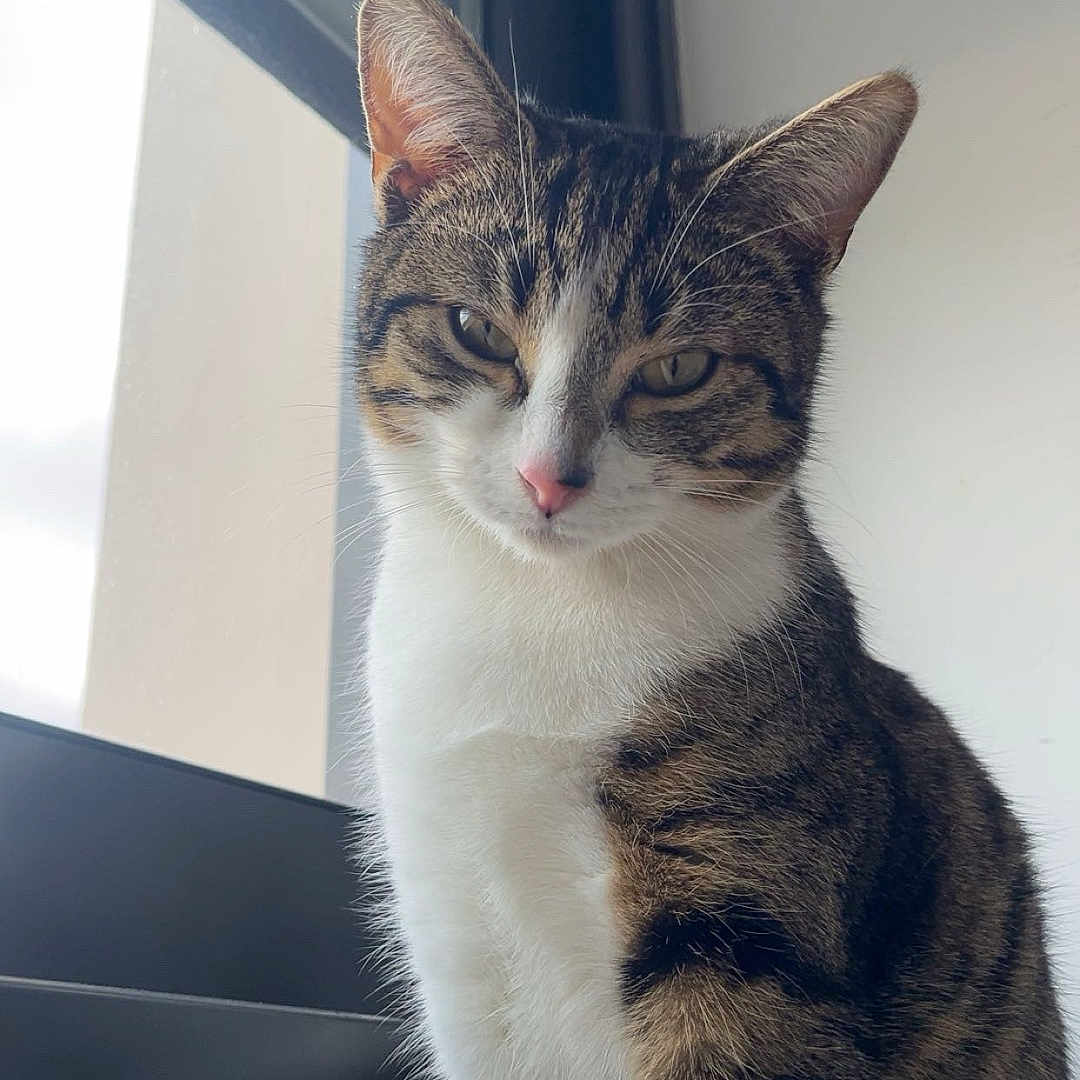 Vaïla participe au concours pour gagner de l'argent avec cette photo : animal, cat, closeup, cute, domestic, ears, eyes, face, feline, fur, indoor, natural_light, nose, pet, portrait, sitting, tabby, whiskers, white_chest, window