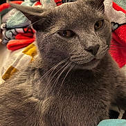 Gus is registered to the contest to win money with this photo: cat, gray_cat, pet, animal, feline, whiskers, fur, close_up, indoor, blanket, colorful, resting, cute, domestic_animal, cozy, relaxed, portrait, face, ears, eyes