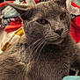 animal, blanket, cat, close_up, colorful, cozy, cute, domestic_animal, ears, eyes, face, feline, fur, gray_cat, indoor, pet, portrait, relaxed, resting, whiskers