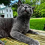 animal, cat, closeup, curious, daylight, ears, eyes, fur, gray_cat, greenery, house, nature, outdoor, paw, pet, relaxed, tongue_out, tree, whiskers, wooden_table