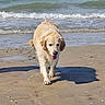 Pixel participe au concours pour gagner de l'argent avec cette photo : dog, golden_retriever, wet_fur, beach, ocean, waves, shoreline, sand, outdoors, animal, pet, happy, tongue_out, walking, coastal, daylight, portrait, water, reflection, summer