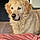 Pixel