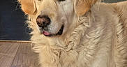 Pixel a rejoint le concours — aidez-le/la à gagner de superbes lots ! dog, golden_retriever, pet, animal, fluffy, long_hair, cream_coat, portrait, close_up, lying_down, sleepy, tongue_out, brown_eyes, black_nose, indoors, wood_floor, pink_blanket, home, soft_lighting, adorable