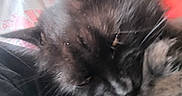 Baghechat a rejoint le concours — aidez-le/la à gagner de superbes lots ! cat, black_cat, fluffy, sleeping, curled_up, pet, animal, whiskers, ears, paws, fur, cozy, lap, blanket, clothing, indoor, couch, cushion, close_up, portrait