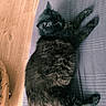Baghechat a rejoint le concours — aidez-le/la à gagner de superbes lots ! cat, black_cat, fluffy, furry, pet, animal, sleeping, relaxed, lying_down, stretched_out, paws, whiskers, ears, tail, bed, blanket, blue, striped, indoors, wooden_floor