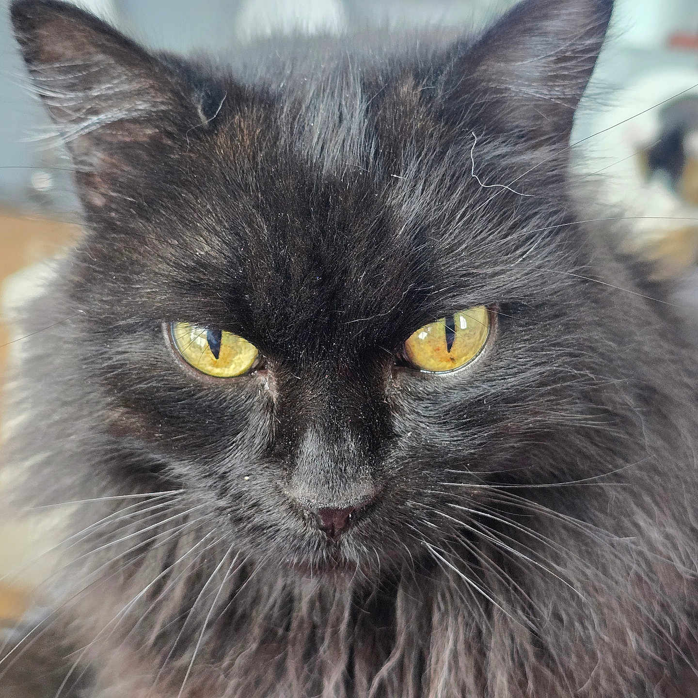 Baghechat a rejoint le concours — aidez-le/la à gagner de superbes lots ! cat, black_cat, fluffy, long_hair, golden_eyes, animal, pet, feline, whiskers, ears, nose, close_up, portrait, staring, indoor, blurred_background, fur, face, dramatic, photography