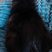 Baghechat participe au concours pour gagner de l'argent avec cette photo : cat, black_cat, pet, animal, furry, fluffy, sitting, back_view, ears, tail, blanket, blue_blanket, indoors, wood_floor, home, cozy, portrait, closeup, dark_fur, relaxed