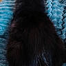 cat, black_cat, pet, animal, furry, fluffy, sitting, back_view, ears, tail, blanket, blue_blanket, indoors, wood_floor, home, cozy, portrait, closeup, dark_fur, relaxed