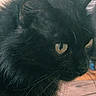 Baghechat a rejoint le concours — aidez-le/la à gagner de superbes lots ! black_cat, cat, feline, golden_eyes, close_up, portrait, whiskers, fur, long_hair, pet, animal, indoor, hand, person, dramatic_lighting, soft_focus, face, eyes, cute, photography