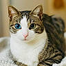 cat, mismatched_eyes, heterochromia, tabby, white_fur, blue_eye, green_eye, portrait, close_up, animal, pet, whiskers, ears, pink_nose, sitting, blanket, cozy, indoor, soft_lighting, fluffy