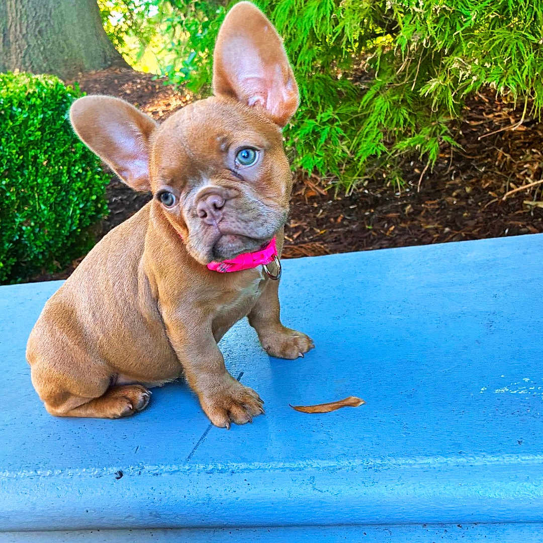 Harlee joined the competition — help win amazing prizes! animal, bench, blue_bench, brown_dog, bushes, canine, collar, cute, dog, greenery, nature, outdoor, pavement, pet, pink_collar, puppy, small_dog, sunlight, tree_trunk, young_dog