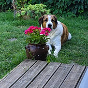 Palkia participe au concours pour gagner de l'argent avec cette photo : brown_and_white_dog, canine, daylight, dog, flora, flower_pot, flowers, garden, grass, greenery, leafy_background, lush, nature, outdoor, pet, plant, relaxed, serene, summer, wooden_deck