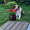 brown_and_white_dog, canine, daylight, dog, flora, flower_pot, flowers, garden, grass, greenery, leafy_background, lush, nature, outdoor, pet, plant, relaxed, serene, summer, wooden_deck