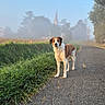 dog, road, grass, field, trees, fog, nature, outdoor, animal, canine, rural, path, morning, mist, scenery, pet, landscape, walking, country, quiet