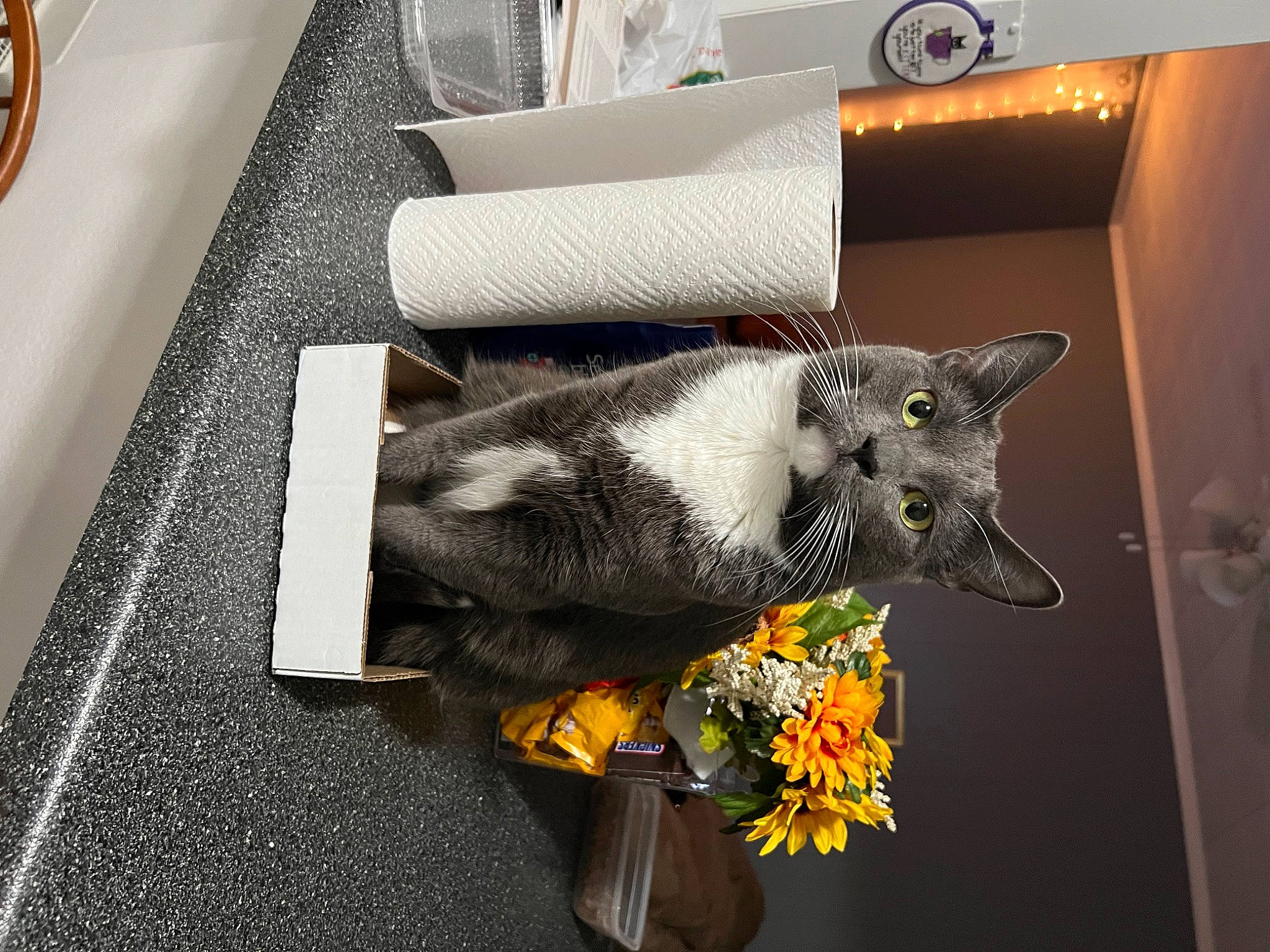 Wendy joined the competition — help win amazing prizes! art, carnivore, cat, domestic_short_haired_cat, felidae, flooring, flower, fur, grey, linens, metal, plant, rectangle, room, small_to_medium_sized_cats, tail, visual_arts, whiskers