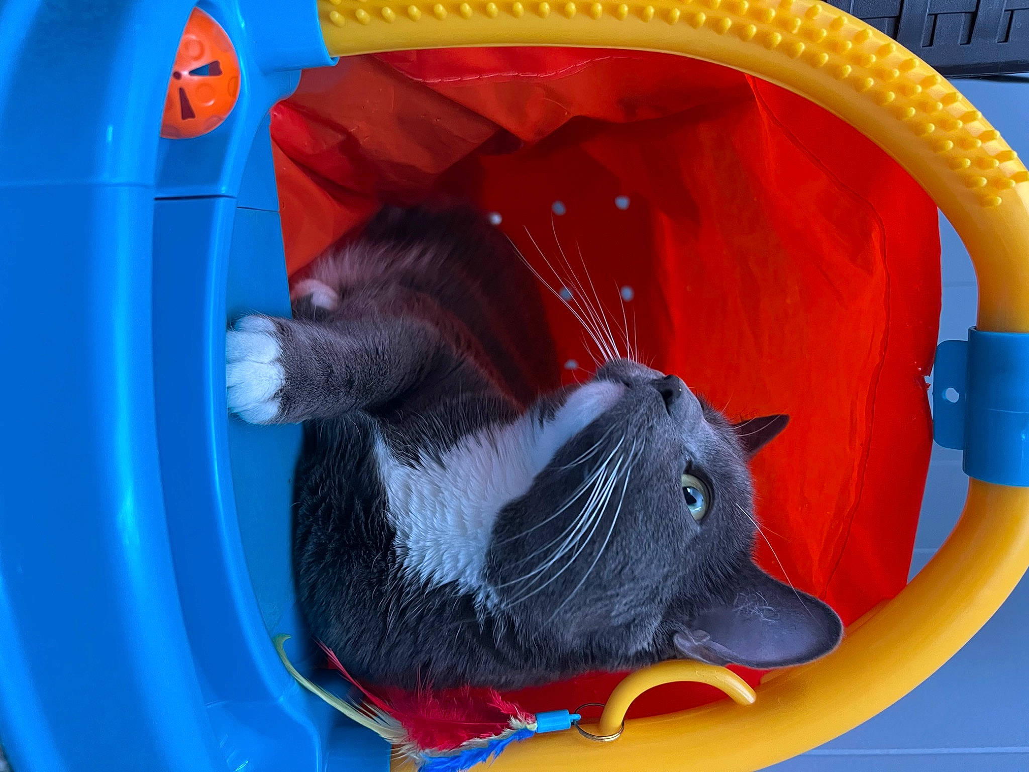 Wendy is registered to the contest to win money with this photo: ball, blue, cage, cat_supply, circle, computer_keyboard, dog_supply, electric_blue, fun, games, inflatable, mammal, pet_supply, play, recreation, rodent, tail, toy, vertebrate, working_animal