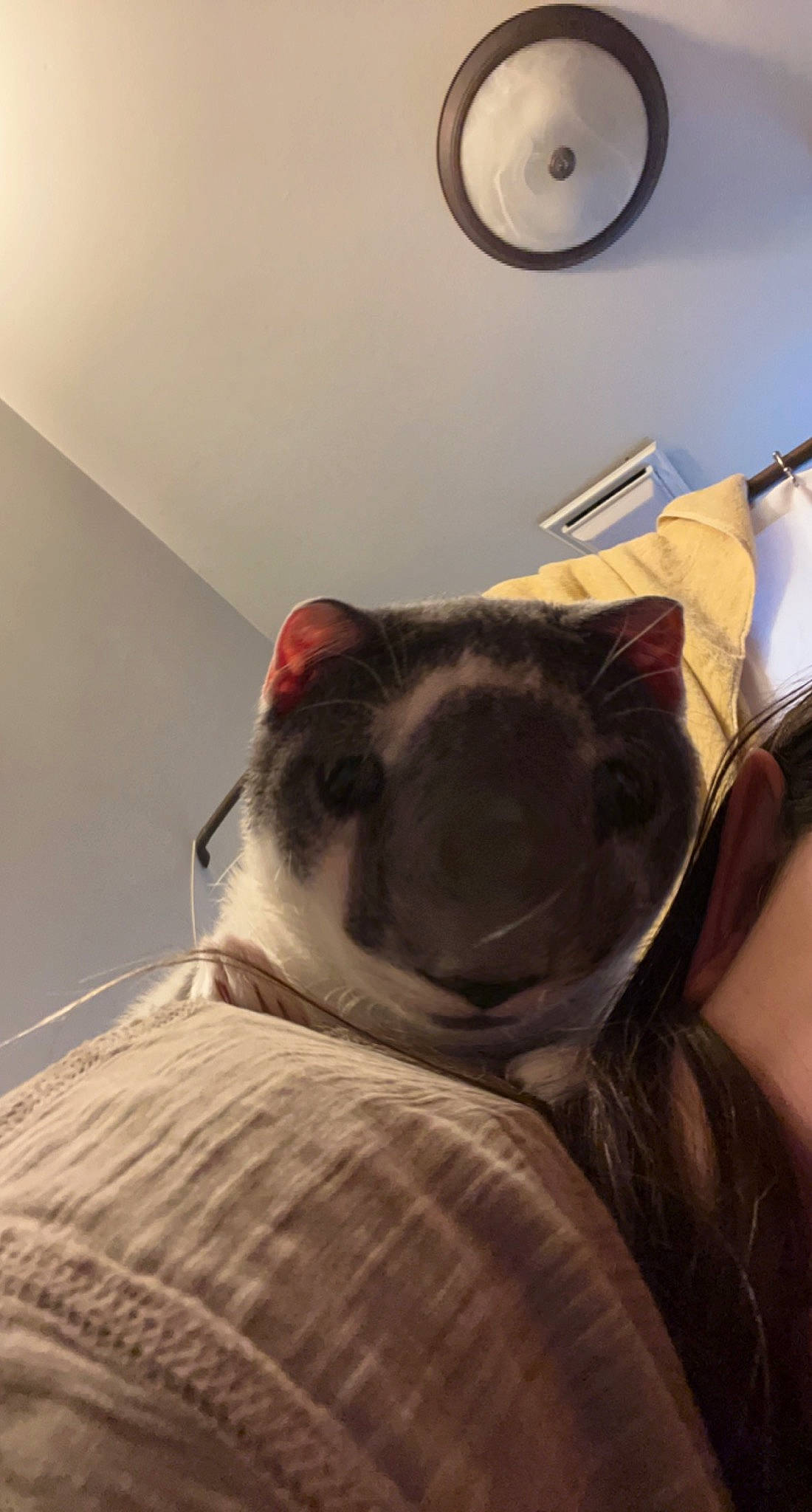 Kenny is registered to the contest to win money with this photo: bedding, canidae, carnivore, cat, ceiling, comfort, domestic_short_haired_cat, eyewear, facial_hair, fawn, felidae, fur, linens, room, small_to_medium_sized_cats, snout, tail, tints_and_shades, whiskers, wood