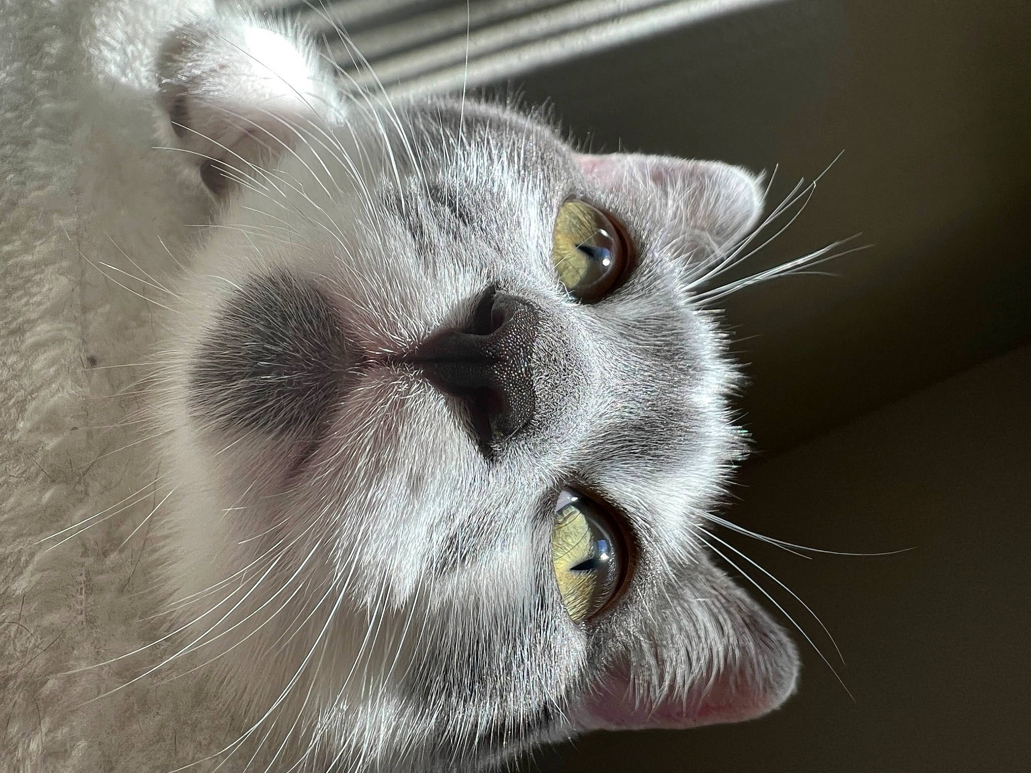 Kenny is registered to the contest to win money with this photo: carnivore, cat, close_up, domestic_short_haired_cat, ear, eye, felidae, fur, iris, macro_photography, monochrome_photography, photo_caption, small_to_medium_sized_cats, snout, terrestrial_animal, whiskers, wildlife