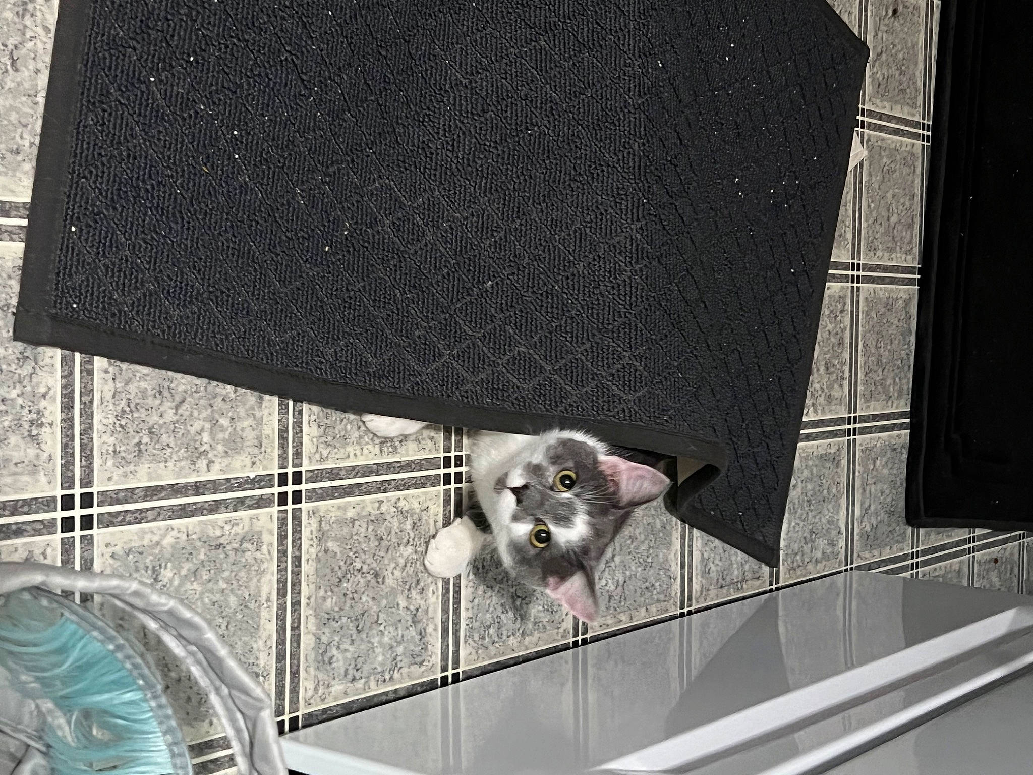 Kenny is registered to the contest to win money with this photo: animal_shelter, art, cage, corgi_chihuahua, fawn, felidae, flooring, fur, glass, grey, mesh, metal, pet_supply, room, small_to_medium_sized_cats, tail, whiskers