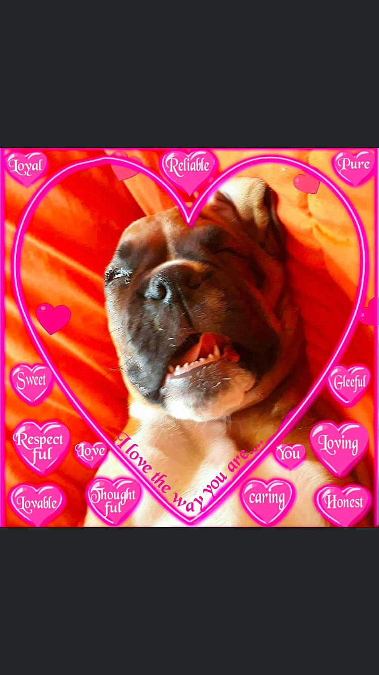 Nyout participe au concours pour gagner de l'argent avec cette photo : canidae, carnivore, companion_dog, dog, dog_breed, fawn, mammal, non_sporting_group, puppy_love, snout, vertebrate