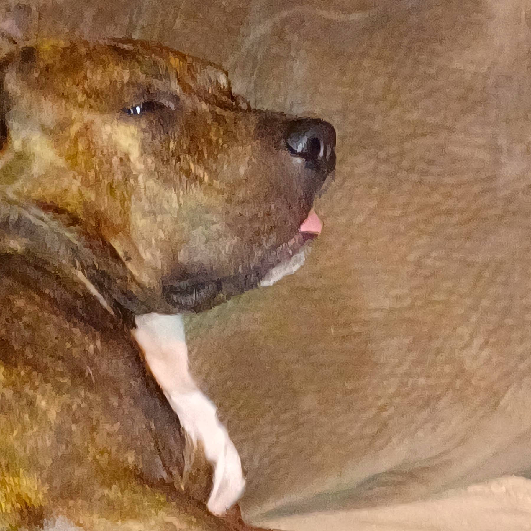 Kamo joined the competition — help win amazing prizes! canidae, carnivore, companion_dog, dog, dog_breed, fur, hunting_dog, liver, non_sporting_group, sporting_group, terrestrial_animal, whiskers, wildlife, working_animal, working_dog