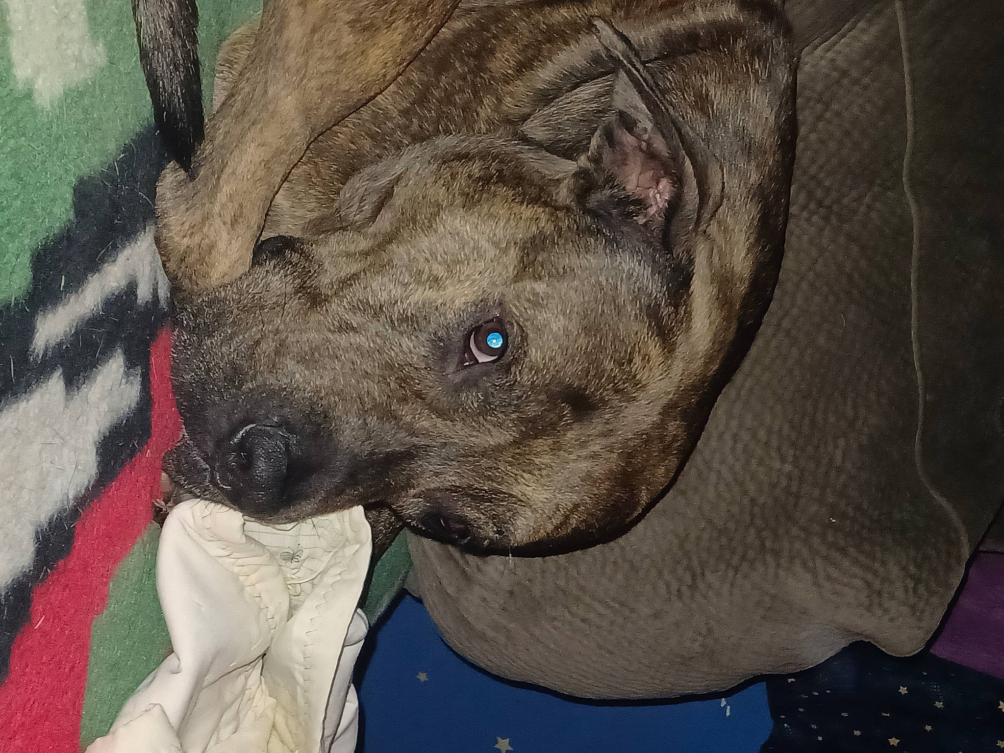 Kamo is registered to the contest to win money with this photo: art, canidae, carnivore, dog, dog_breed, drawing, ear, elephants_and_mammoths, fawn, illustration, liver, painting, snout, sporting_group, terrestrial_animal, visual_arts, whiskers, window, working_animal, wrinkle