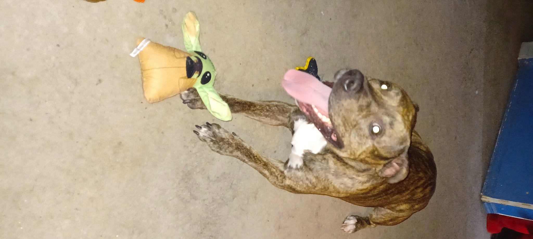 Kamo joined the competition — help win amazing prizes! ancient_dog_breeds, canidae, carnivore, companion_dog, dog, dog_breed, fawn, guard_dog, liver, non_sporting_group, paw, snout, sporting_group, stuffed_toy, tail, terrestrial_animal, toy, whiskers, wood, working_animal