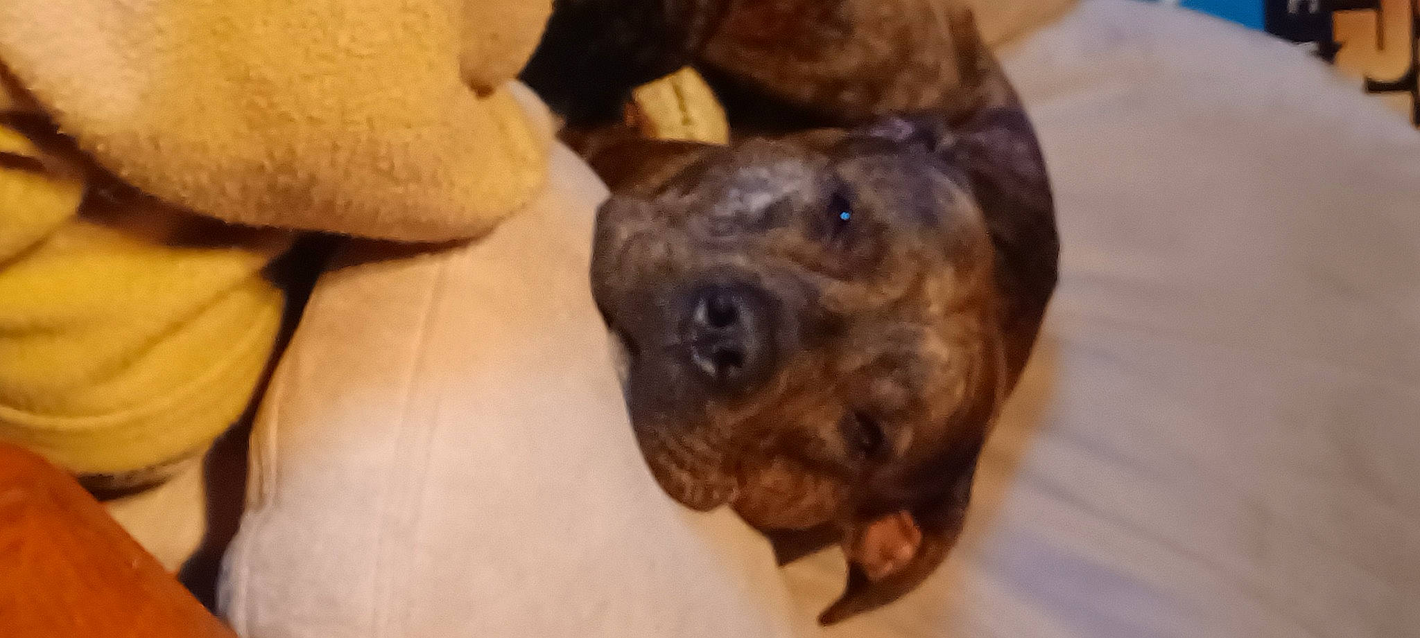 Kamo is registered to the contest to win money with this photo: canidae, carnivore, companion_dog, dog, dog_breed, fawn, fur, guard_dog, snout, sporting_group, terrestrial_animal, whiskers, working_animal