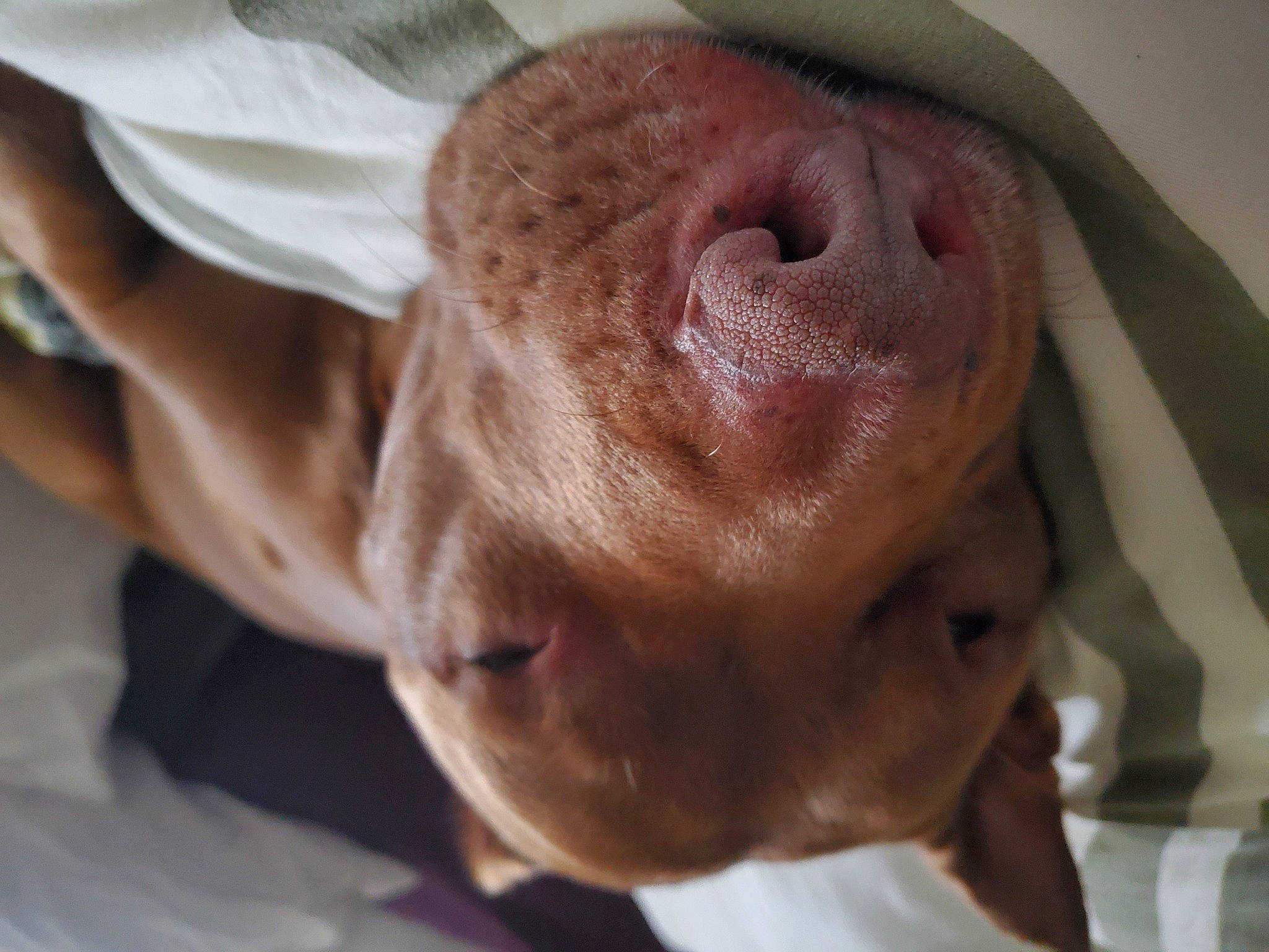 Hercules is registered to the contest to win money with this photo: canidae, carnivore, child, comfort, companion_dog, dog, dog_breed, ear, eyelash, fawn, fur, liver, snout, sporting_group, terrestrial_animal, whiskers, working_animal, wrinkle