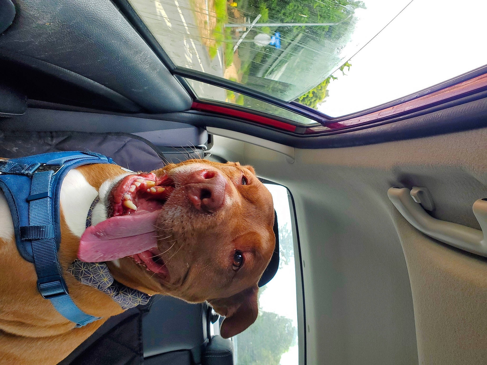 Hercules is registered to the contest to win money with this photo: auto_part, automotive_design, automotive_exterior, automotive_lighting, automotive_mirror, automotive_window_part, car, car_seat, eyewear, family_car, glass, hood, luxury_vehicle, motor_vehicle, sunglasses, tree, vehicle, vehicle_door, window, windshield