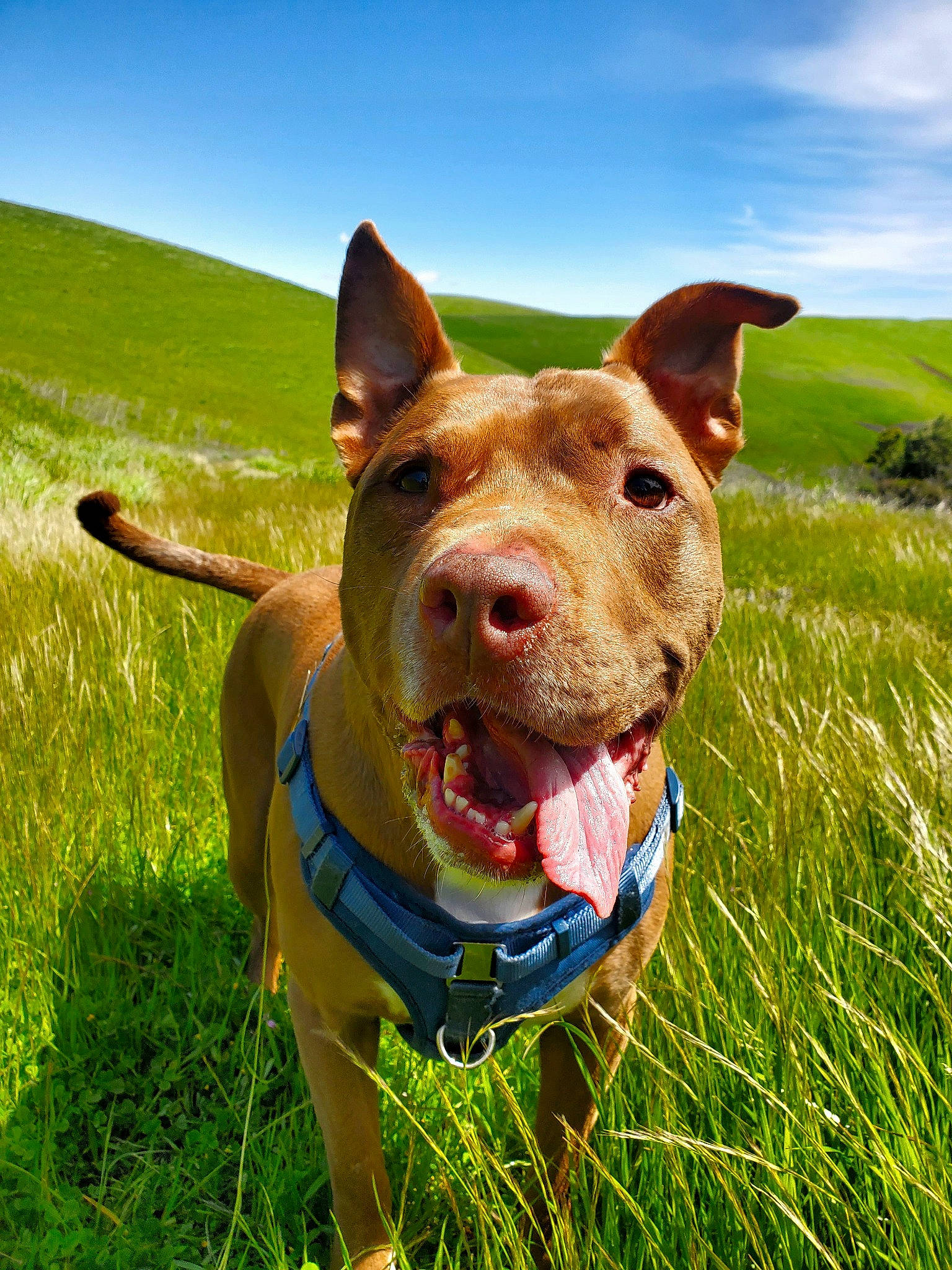Hercules joined the competition — help win amazing prizes! carnivore, cloud, collar, companion_dog, dog, dog_breed, dog_collar, fawn, grass, grassland, happy, landscape, liver, personal_protective_equipment, prairie, sky, snout, sporting_group, whiskers, working_animal