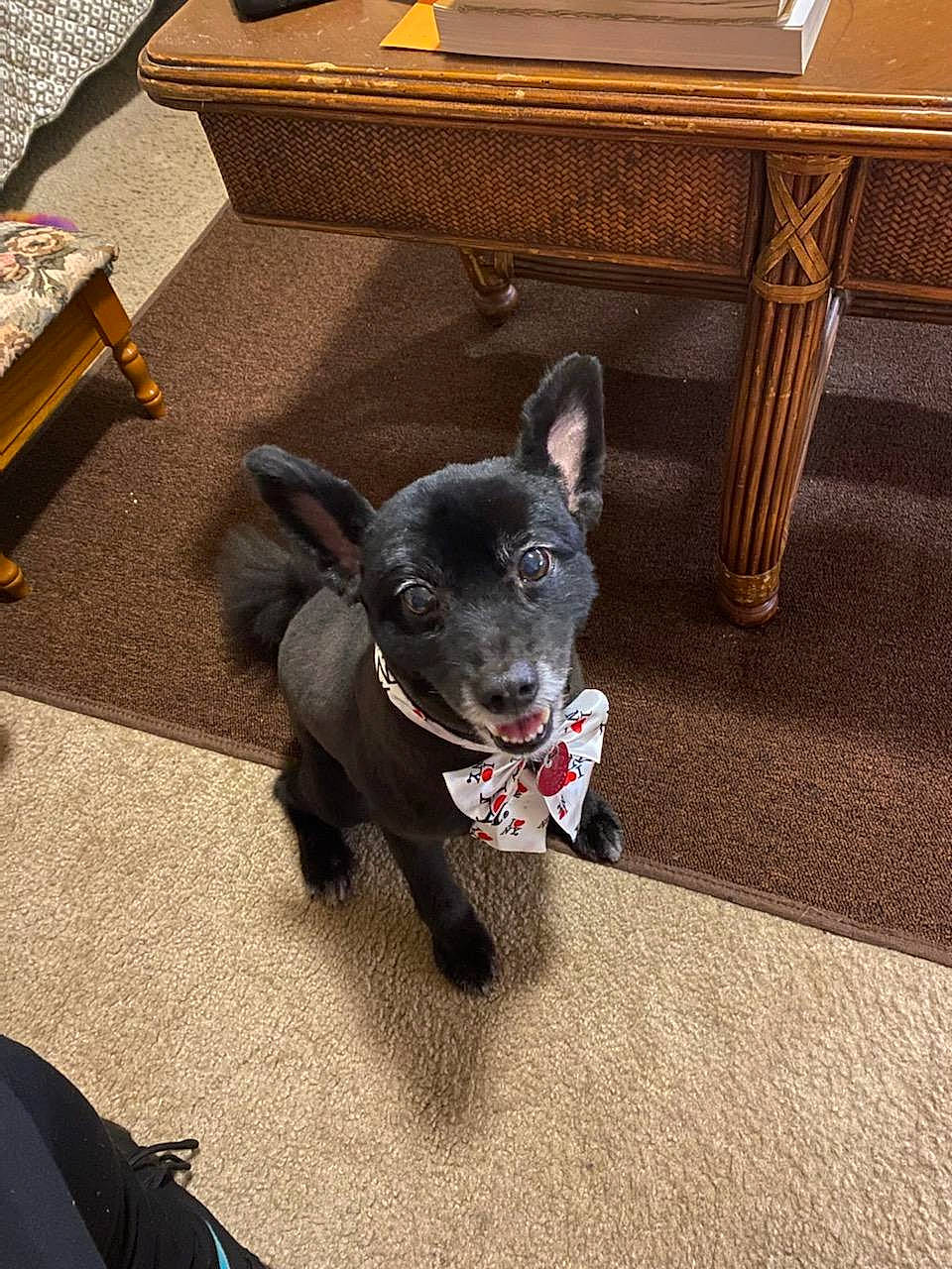 Zeus joined the competition — help win amazing prizes! canidae, carnivore, collar, companion_dog, dog, dog_breed, dog_supply, floor, flooring, fur, hardwood, pet_supply, snout, sporting_group, table, tail, whiskers, wood, wood_stain, working_animal