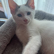 Coconut joined the competition — help win amazing prizes! kitten, cat, pet, white_fur, ears, paw, human_hand, bed, soft, plush, indoor, curtain, window_light, closeup, animal, cute, feline, resting, young, comfort