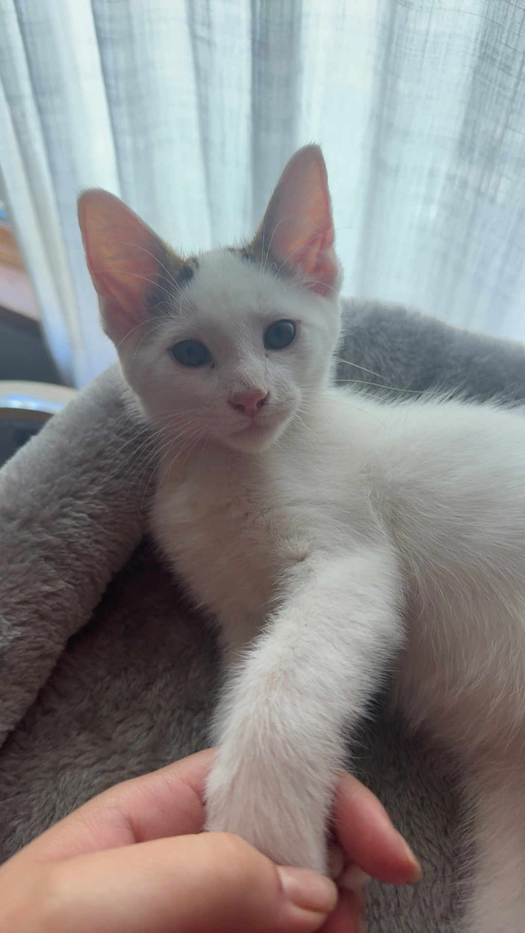 Coconut joined the competition — help win amazing prizes! kitten, cat, pet, white_fur, ears, paw, human_hand, bed, soft, plush, indoor, curtain, window_light, closeup, animal, cute, feline, resting, young, comfort