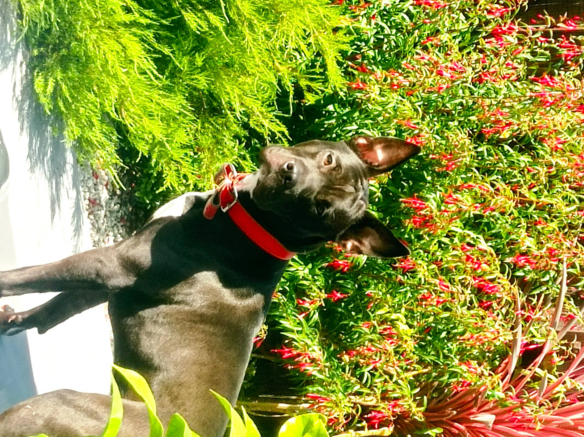 Toscane a rejoint le concours — aidez-le/la à gagner de superbes lots ! botany, carnivore, collar, companion_dog, dog, dog_breed, fawn, flower, flowering_plant, grass, groundcover, herbaceous_plant, lawn_ornament, plant, shrub, snout, sporting_group, tail, terrestrial_plant, working_animal