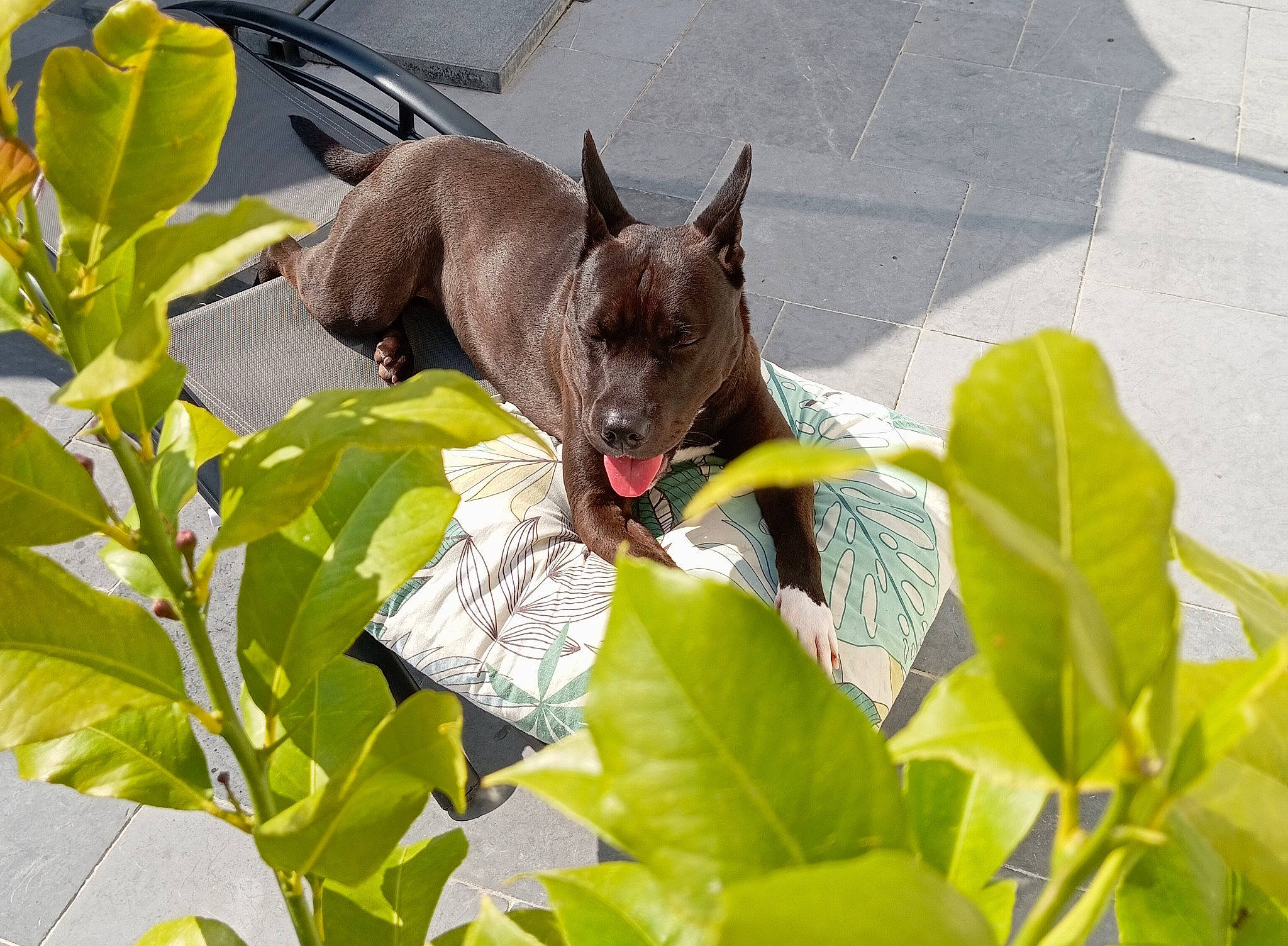 Toscane participe au concours pour gagner de l'argent avec cette photo : carmine, carnivore, cat, dog_breed, domestic_short_haired_cat, fawn, felidae, grass, leaf, non_sporting_group, plant, small_to_medium_sized_cats, tail, terrestrial_animal, whiskers