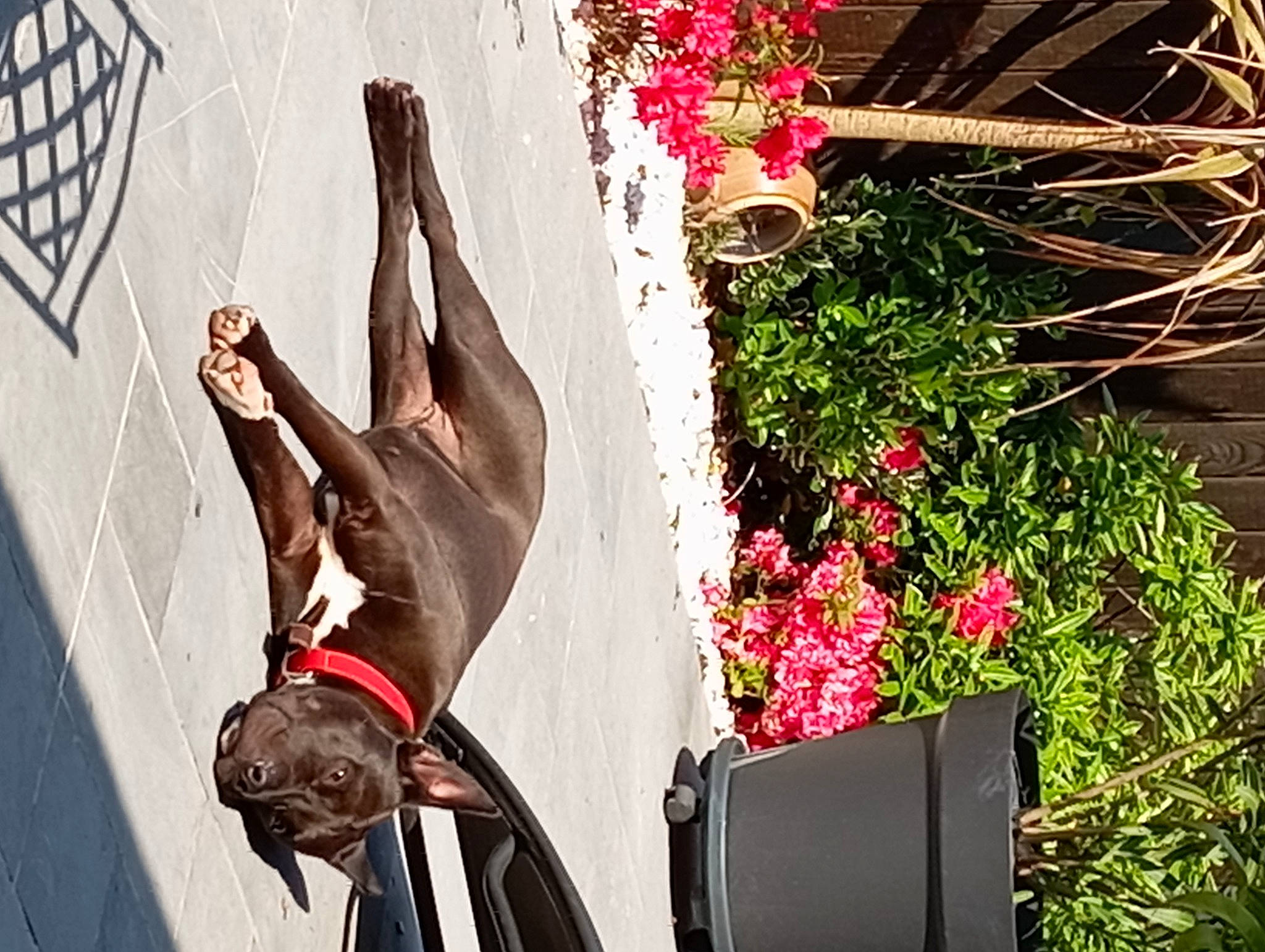 Toscane participe au concours pour gagner de l'argent avec cette photo : annual_plant, cut_flowers, dress, entertainment, event, eyewear, floral_design, floristry, flower, flower_arranging, grass, happy, leisure, magenta, petal, pink, plant, red, sunglasses, tree