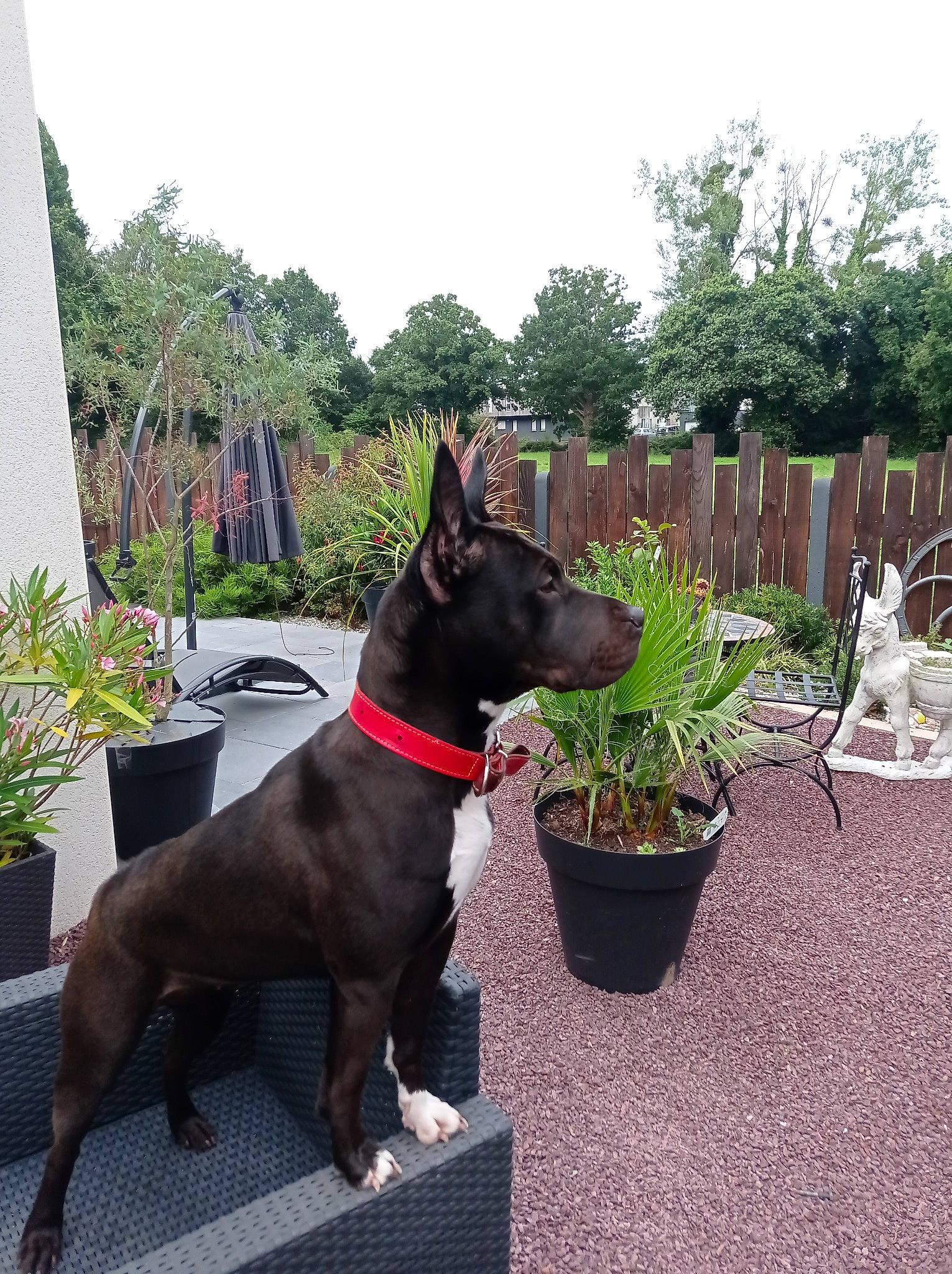 Toscane a rejoint le concours — aidez-le/la à gagner de superbes lots ! carnivore, collar, companion_dog, dog, dog_breed, dog_collar, dog_supply, fashion_accessory, fawn, fence, flowerpot, home_fencing, houseplant, liver, pet_supply, plant, sky, snout, tree, working_animal