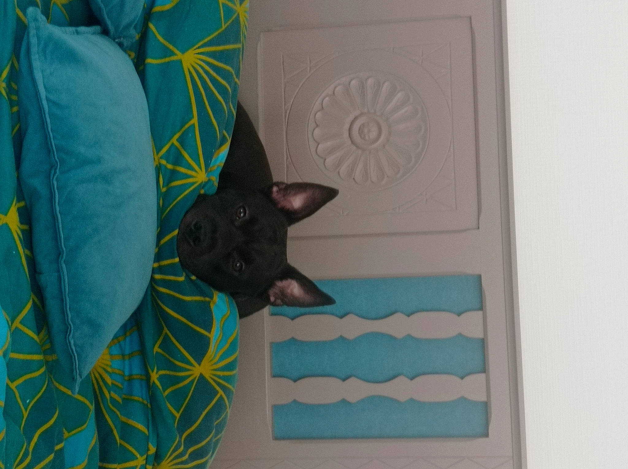 Toscane a rejoint le concours — aidez-le/la à gagner de superbes lots ! aqua, azure, carnivore, cat, creative_arts, domestic_short_haired_cat, electric_blue, fawn, felidae, linens, pattern, rectangle, room, russian_blue, small_to_medium_sized_cats, tail, tints_and_shades, tree, visual_arts, whiskers